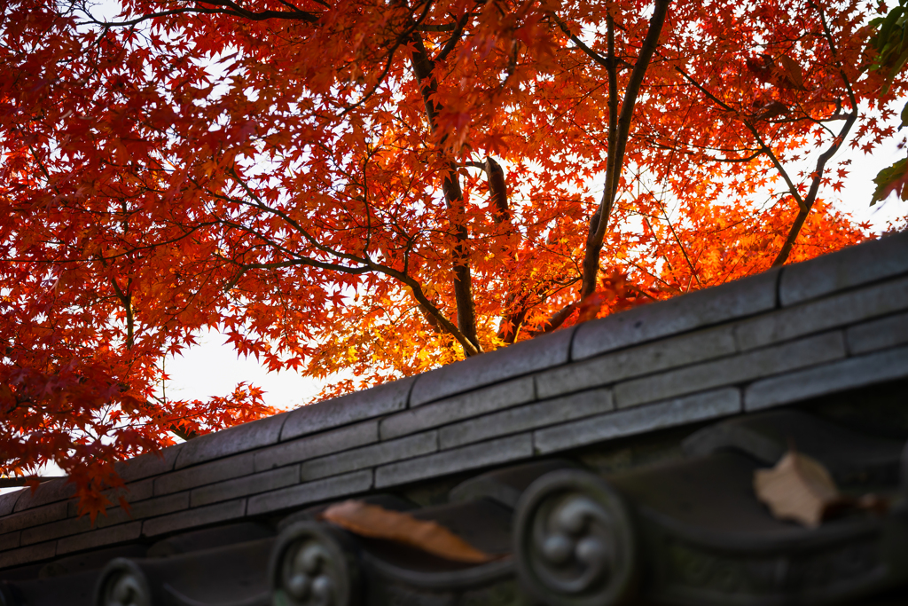 紅葉と瓦 その1