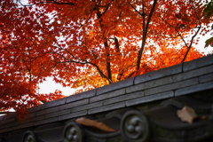 紅葉と瓦 その1