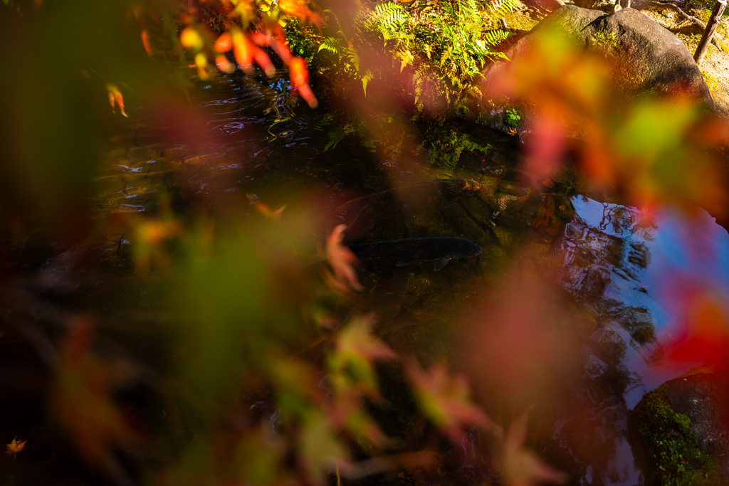 鯉と紅葉