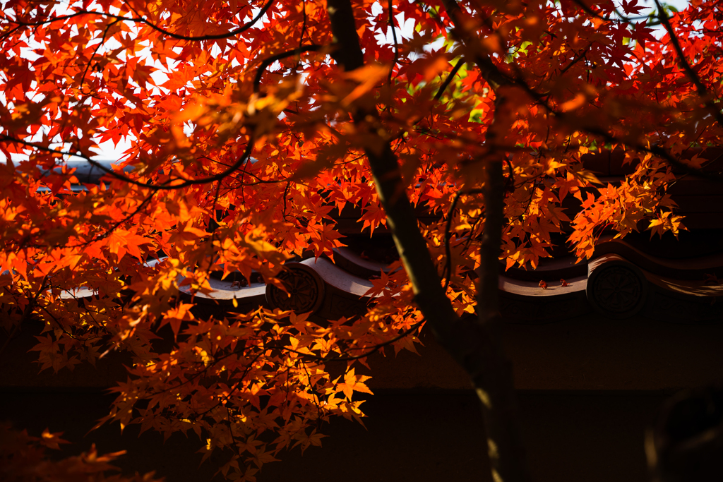 紅葉と瓦 その2