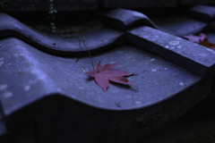 瓦に落ちた紅葉