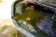 紅葉、落ちる、水