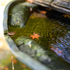 紅葉、落ちる、水