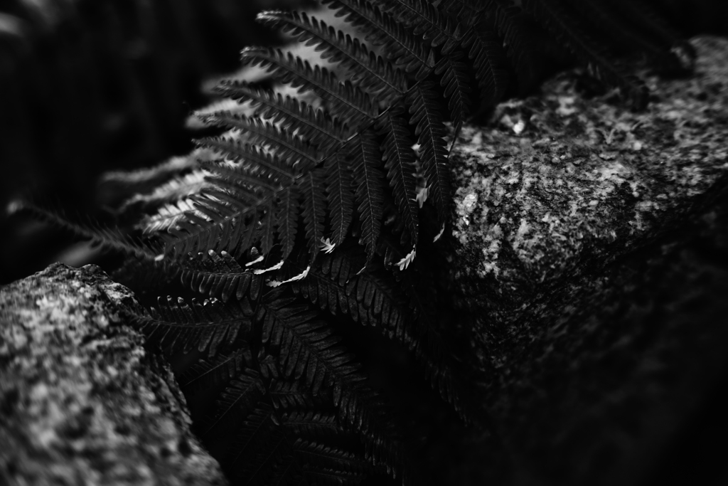 シダ植物