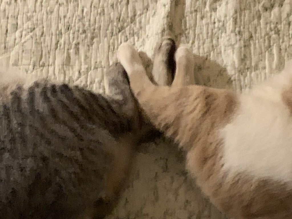 猫の脚