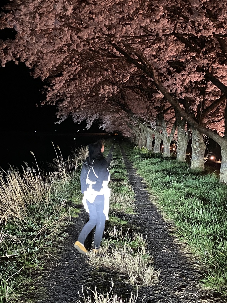 ちょっと夜桜どうですか