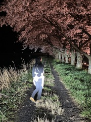 ちょっと夜桜どうですか