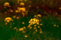 菜の花