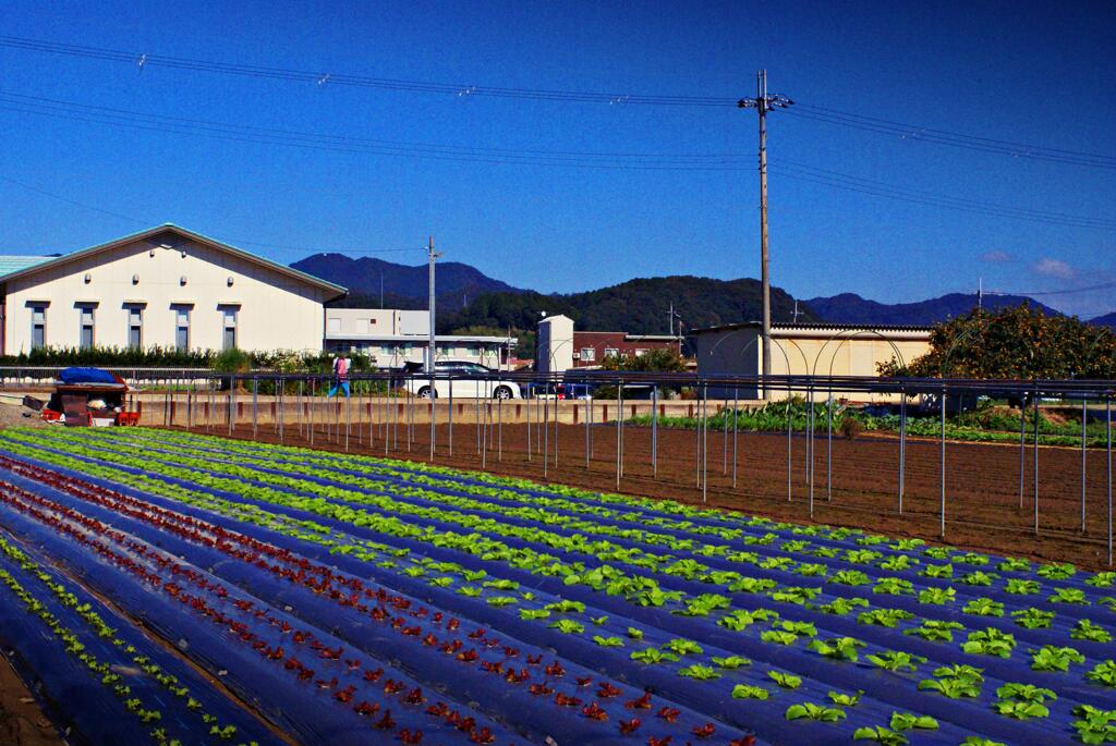 教科書に出そう