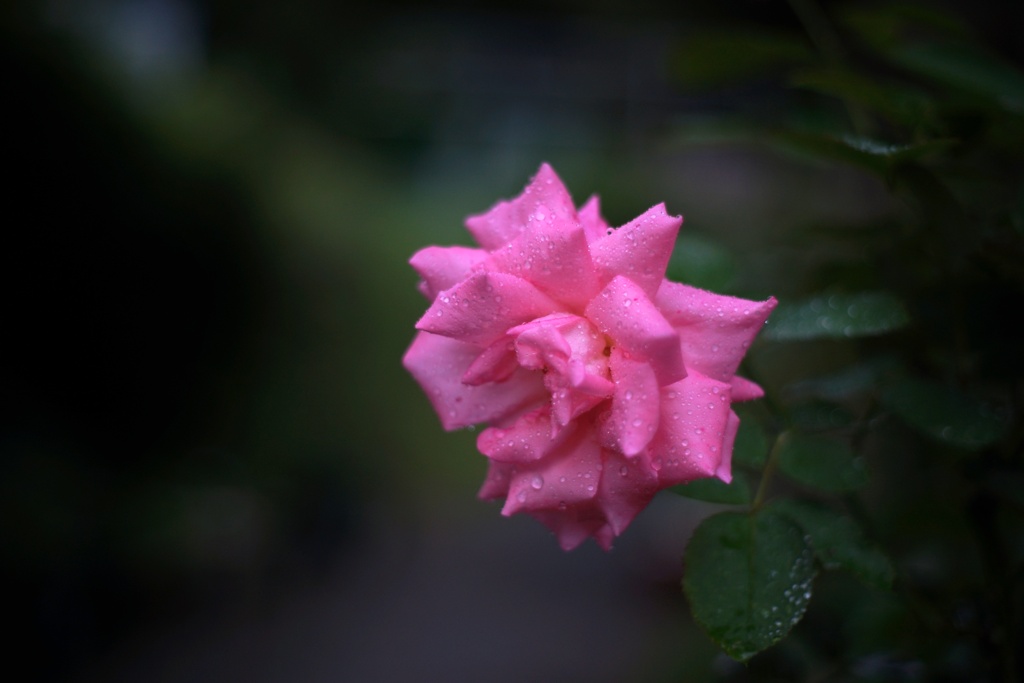 みんな花撮れって言うから