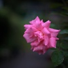 みんな花撮れって言うから
