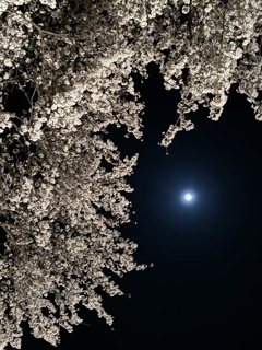 月夜の桜