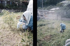 早朝の草刈り