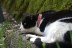 猫