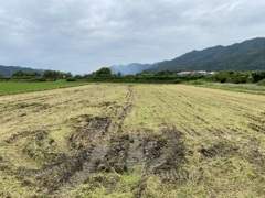 稲刈り特集