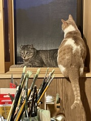 サバと白茶