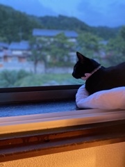 黒