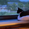 黒