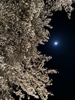 月夜の桜（iPhone）