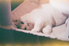 白茶