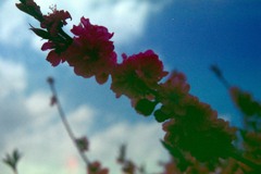 紅梅