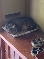 そこがいいんか