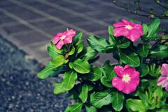 Catharanthus roseus?