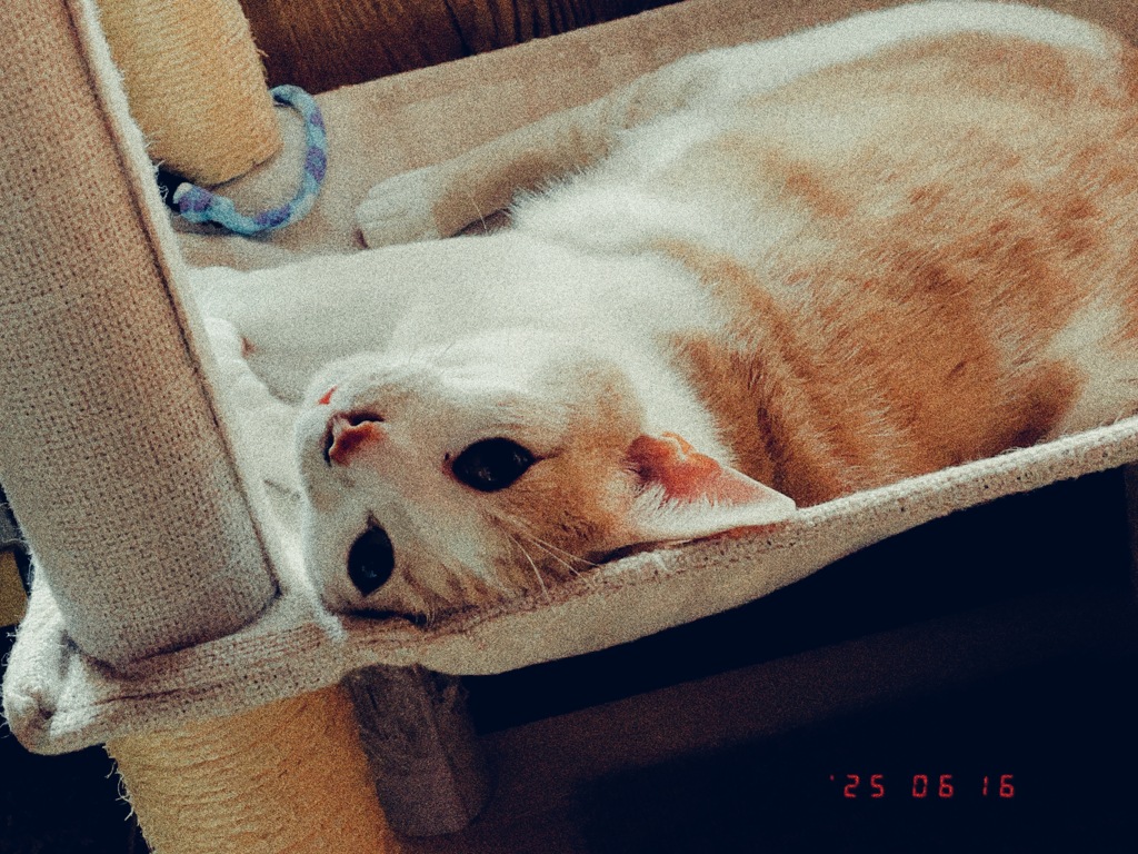 スマホで遊ぼう2