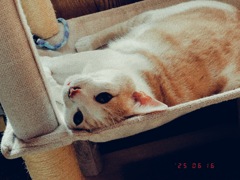 スマホで遊ぼう2