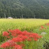 お向かいさん