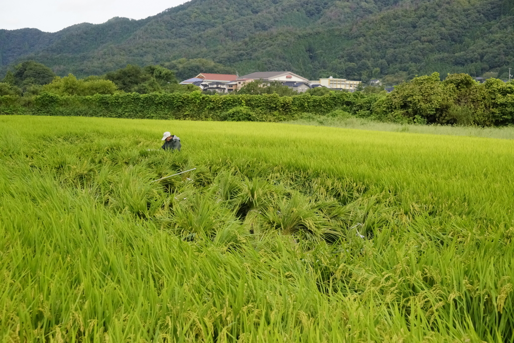 倒伏すれば起こさなきゃならない