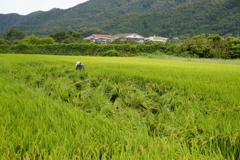 倒伏すれば起こさなきゃならない