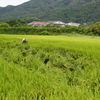倒伏すれば起こさなきゃならない