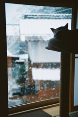 猫の目