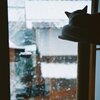猫の目