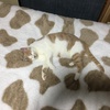 まちがい探し