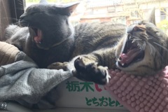 シンクロ