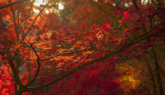 紅葉 吉野運動公園