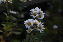 白い花