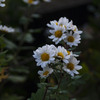 白い花