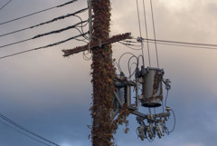 ツタだらけの電柱