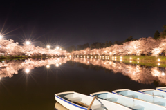 弘前公園　西堀　桜