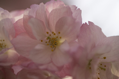 ソメイヨシノ　桜