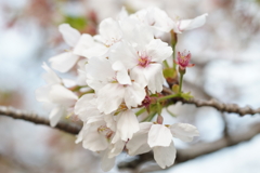桜！