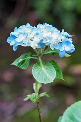 2025年はじめの紫陽花