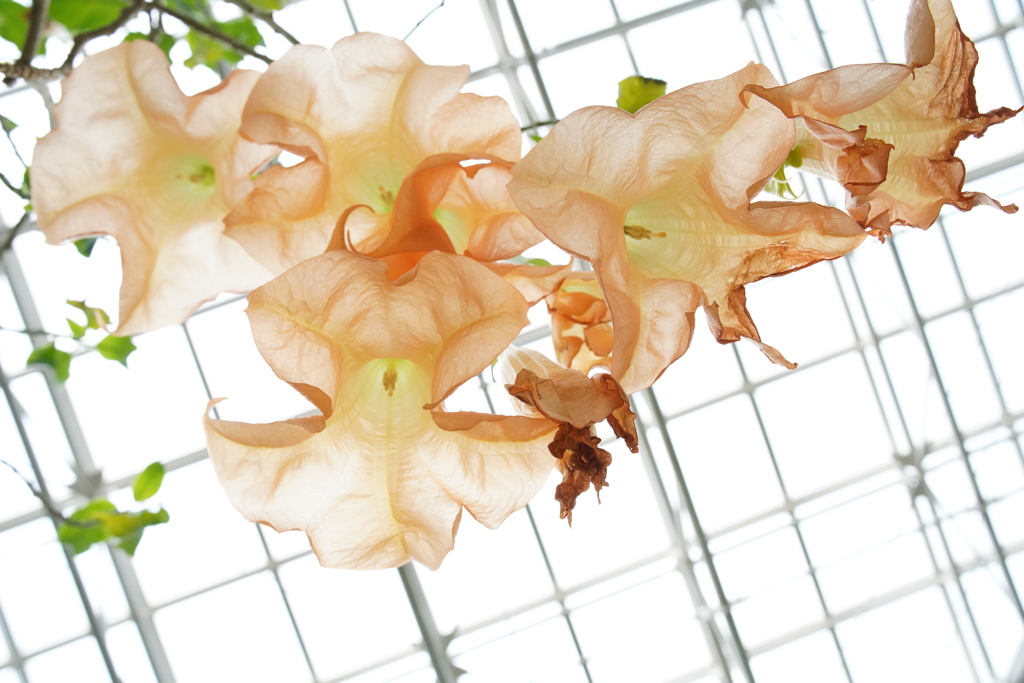 覗き込んでみた