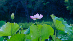 VS大雨