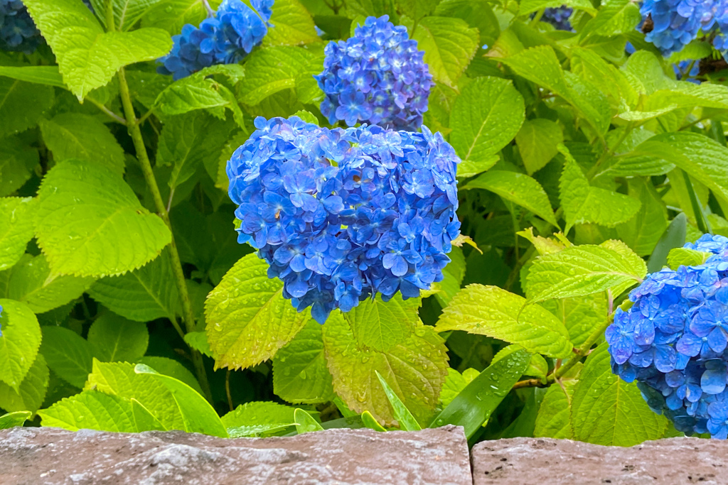 お団子あたまのはあと