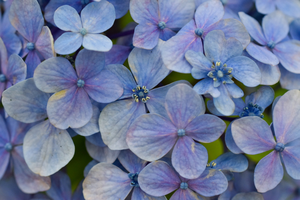 紫陽花