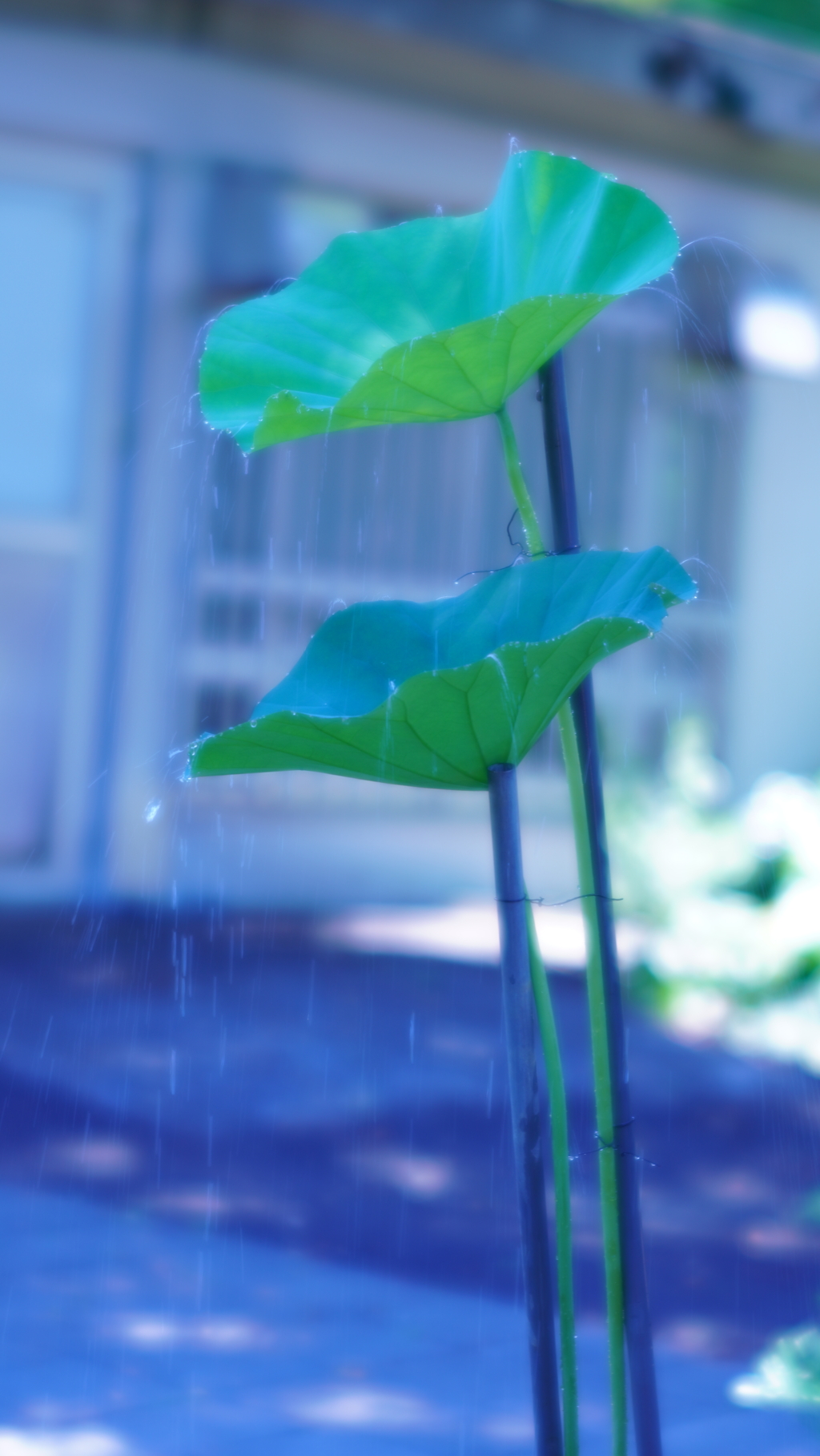 shower